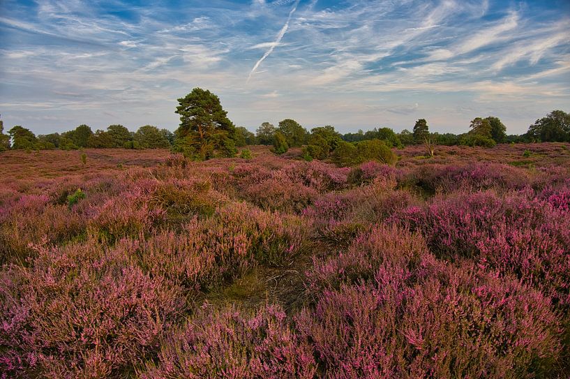Heidelandschap in Nederland van Tanja Voigt