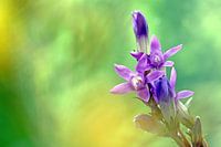 Gentian