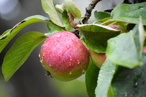 roter reifer Apfel mit Wassertropfen am Baum, Erntezeit im Herbst, ausgewählter Schwerpunkt