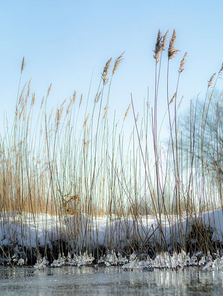 Winterlicher Haarrijnse Plas von Mr White Takes Pictures