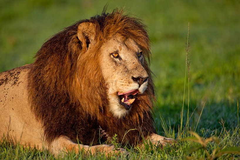 The Boss by Peter Michel