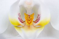 Witte orchidee van Bas Alstadt Fotografie thumbnail