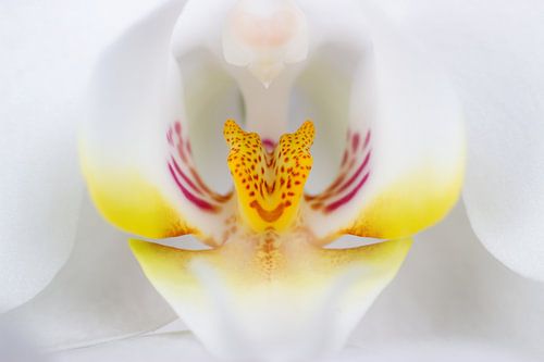 Orchidée blanche