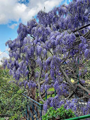 Wisteria Moments 3