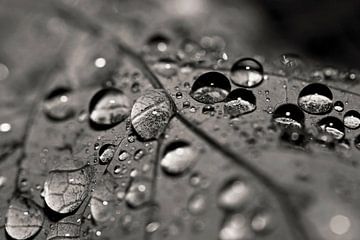 drops on a leaf by Frank Herrmann