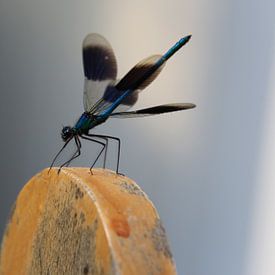 Dragonfly by Ilona Bredewold