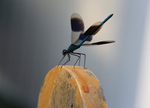 Libelle sur Ilona Bredewold