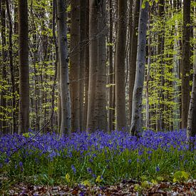 The enchanting Hallerbos forest in Flanders, Belgium, featuring  von Thilo Wagner