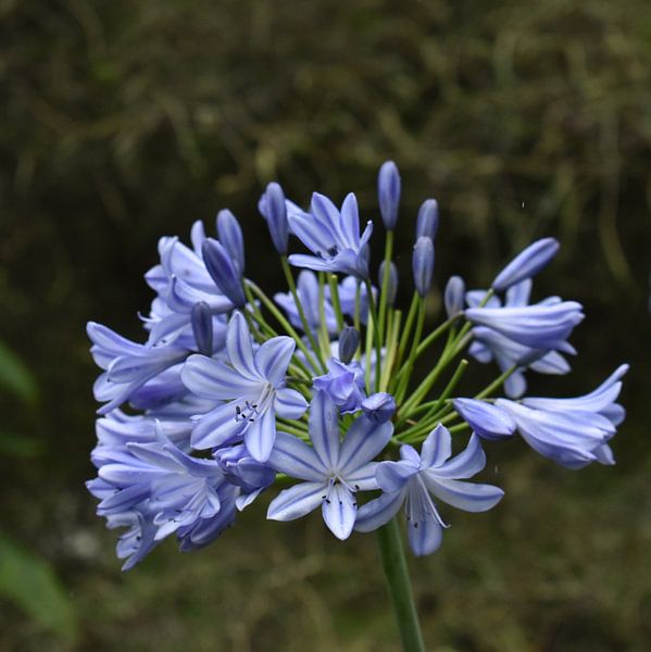 Light blue African lily by Elke Dag Een Foto
