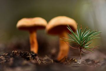 Champignon sur John Leeninga