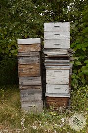 Beehives by Marco Neleman