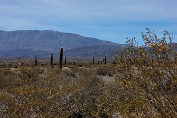Through the realm of Andean cacti