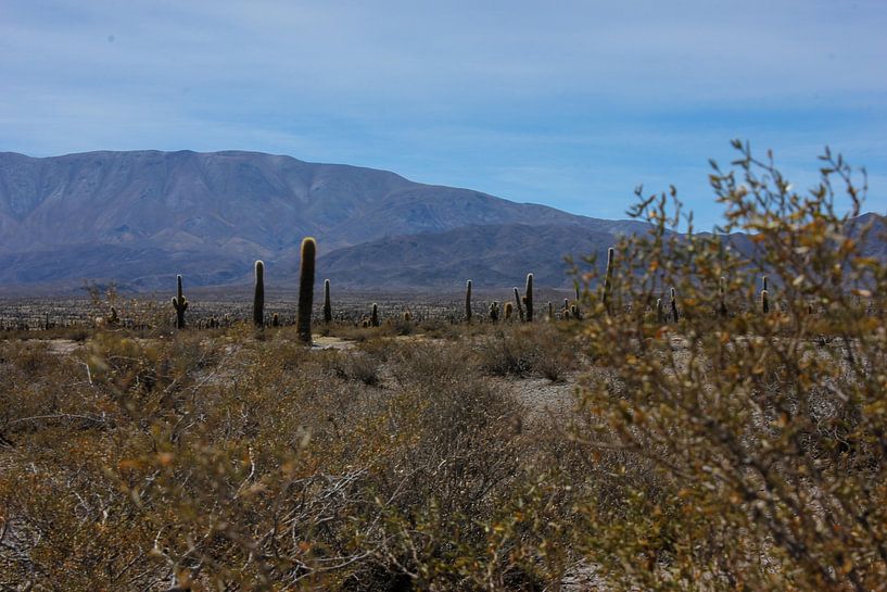 Through the realm of Andean cacti by Rominique Kea