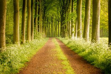 Bomen weg met fluitenkruid van KB Design & Photography (Karen Brouwer)