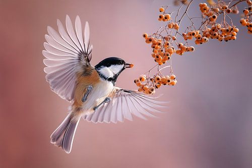 Pimpelmees (Periparus ater)