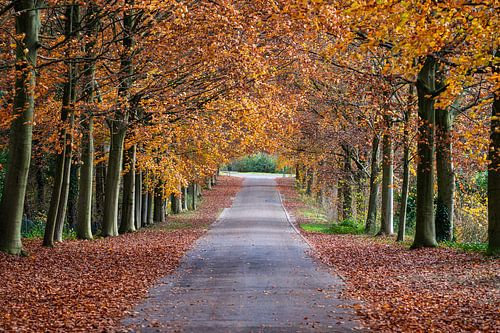 Herfst in Vlaanderen