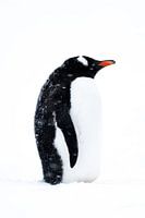 Gentoo pinguin heeft het koud, Antartica