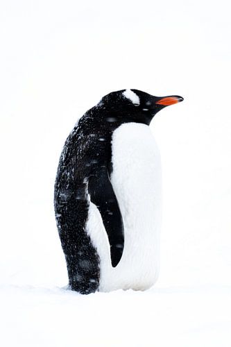 Gentoo pinguin heeft het koud, Antartica van DievanFi