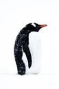 Eselspinguin ist kalt, Antarktis von DievanFi Miniaturansicht