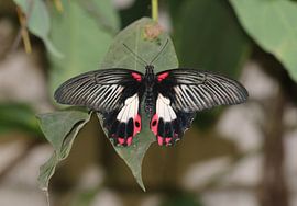 Scharlachroter Ritter von Matthias Brix