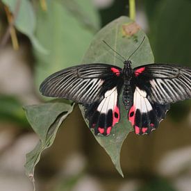 Scharlachroter Ritter von Matthias Brix