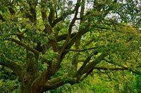 Baum
