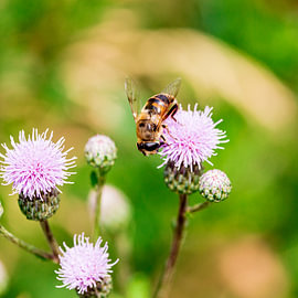 A hoverfly on a thistle flower – insect photography in the wild by Niklas Voth