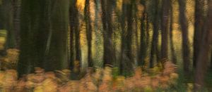 Gloire de la forêt d'automne