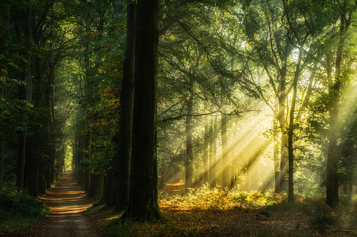 Sunbeams in the woods – a touch of magic