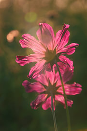Bright pink wildflowers by Kimfaesdesign