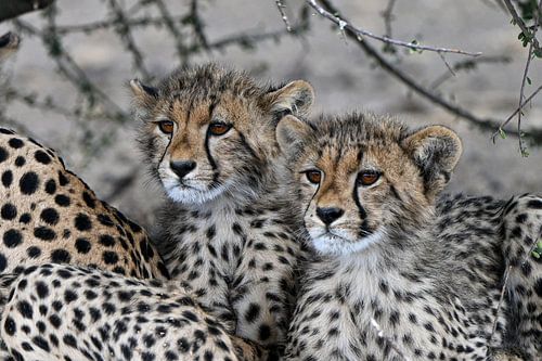 Veiligheid in het wild - Twee jonge cheeta's met hun moeder