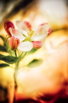 Apple blossom magic