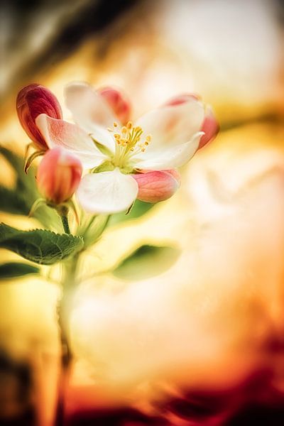 Apple blossom magic by Nicc Koch