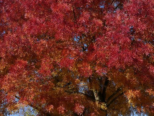 herfstkleur van een gekweekte es.