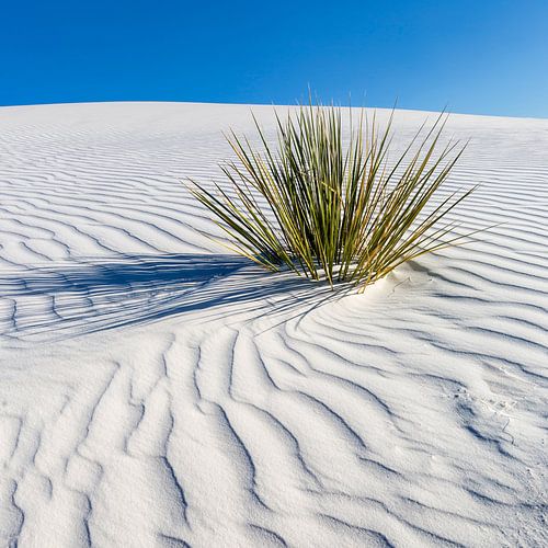 Wave pattern of dunes, White Sands National Monument