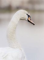 Oogcontact met wilde zwaan