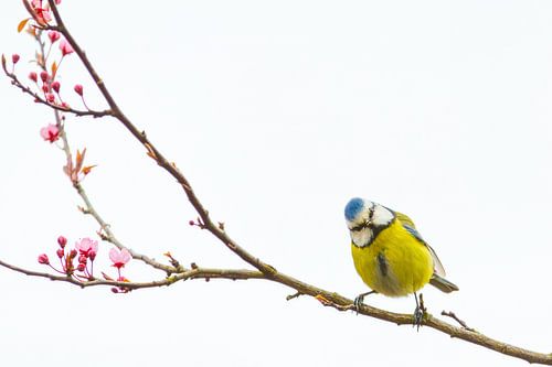 Blaumeise auf Ast mit Blüte von Teus Oosterwijk