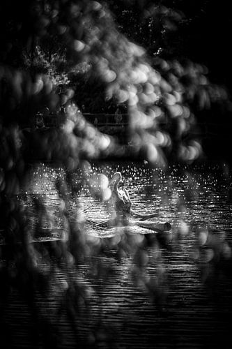 Oiseau noir et blanc