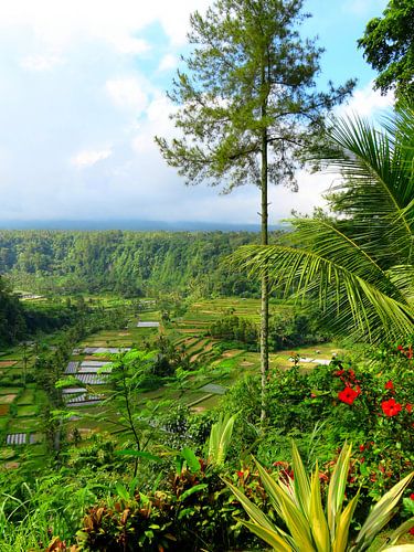 Prachtige rijstterrassen op Bali