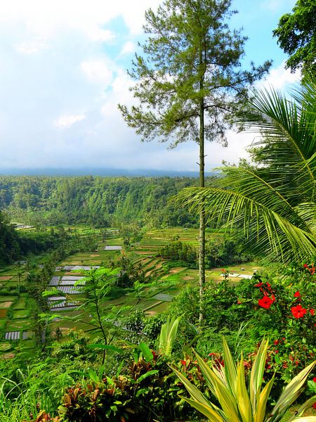 Wunderschöne Reisterrassen auf Bali von Thomas Zacharias