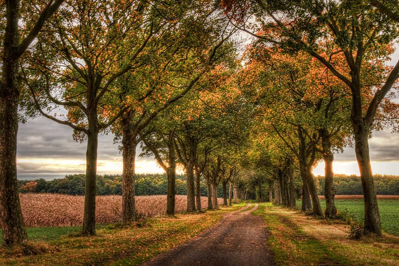 Het eerste herfstgevoel van Marc Crutzen