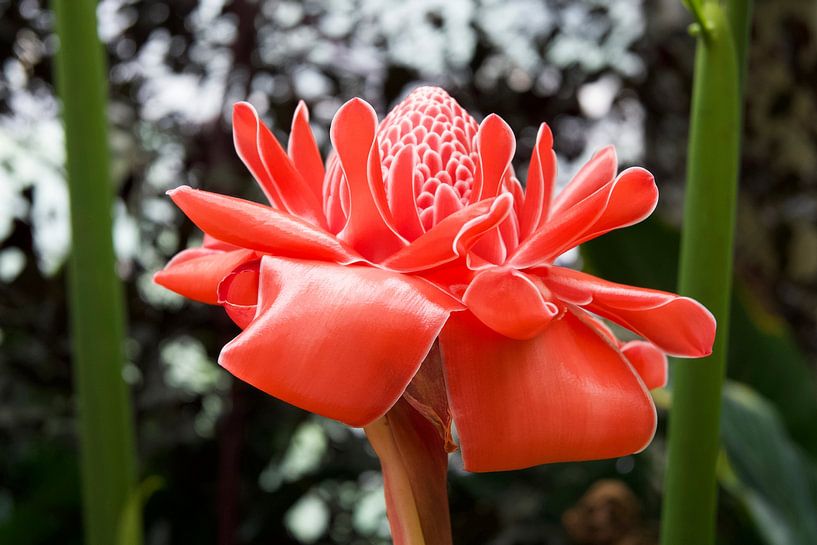 Tropische bloem van StudioMaria.nl