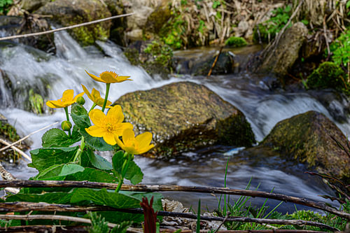 Flower by the water