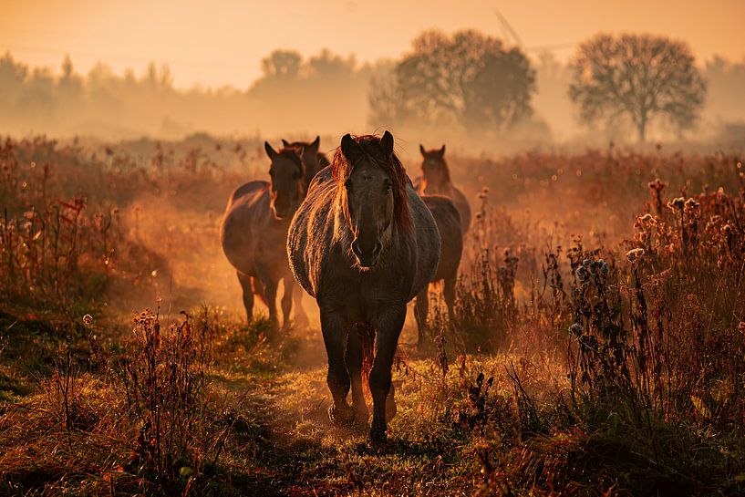 konik horses by bryan van willigen