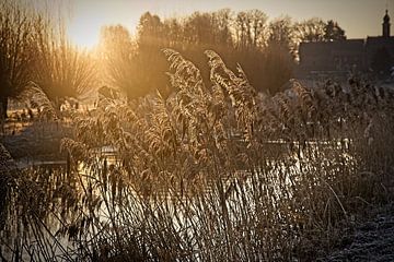 Golden Reed by Rob Boon