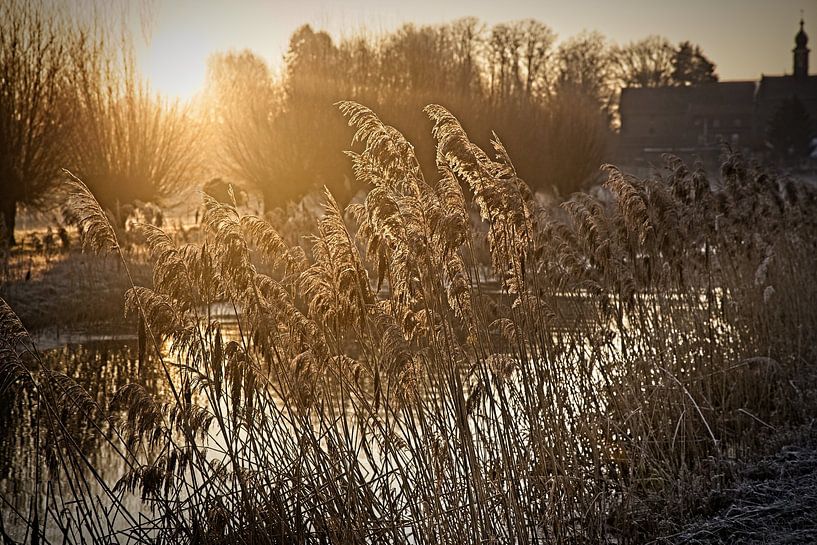 Gouden Riet van Rob Boon