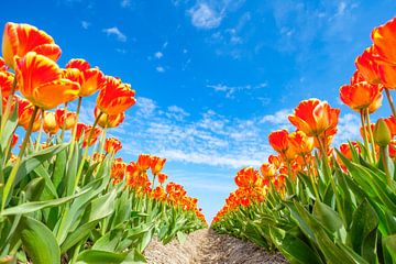 Tulipes poussant dans un champ par une belle journée de printemps. sur Sjoerd van der Wal Photographie