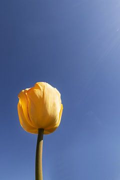 Gele tulp voor blauwe lucht van Erik de Rijk