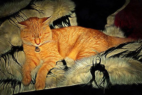 Bijna Slapende Ginger Kat