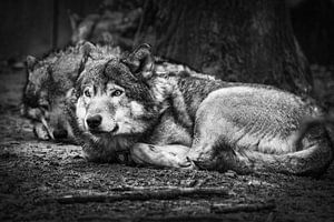 Wolf sur Rob Boon